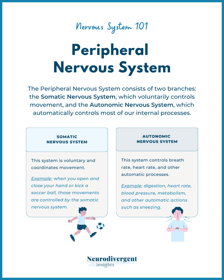 Infographic titled ‘Peripheral Nervous System’ under the header ‘Nervous System 101.’ Explains two branches: **Somatic Nervous System** (voluntary movement, e.g., kicking a soccer ball) **Autonomic Nervous System** (involuntary processes like digestion and heart rate). Includes illustrations of a child playing soccer and another breathing calmly. Branded by Neurodivergent Insights.