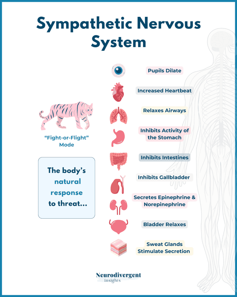 Infographic titled ‘Sympathetic Nervous System’ with a ‘Fight-or-Flight’ tiger illustration. Lists bodily responses to threat: pupils dilate, heartbeat increases, airways relax, digestion and bladder functions are inhibited, and stress hormones are secreted. Branded by Neurodivergent Insights.