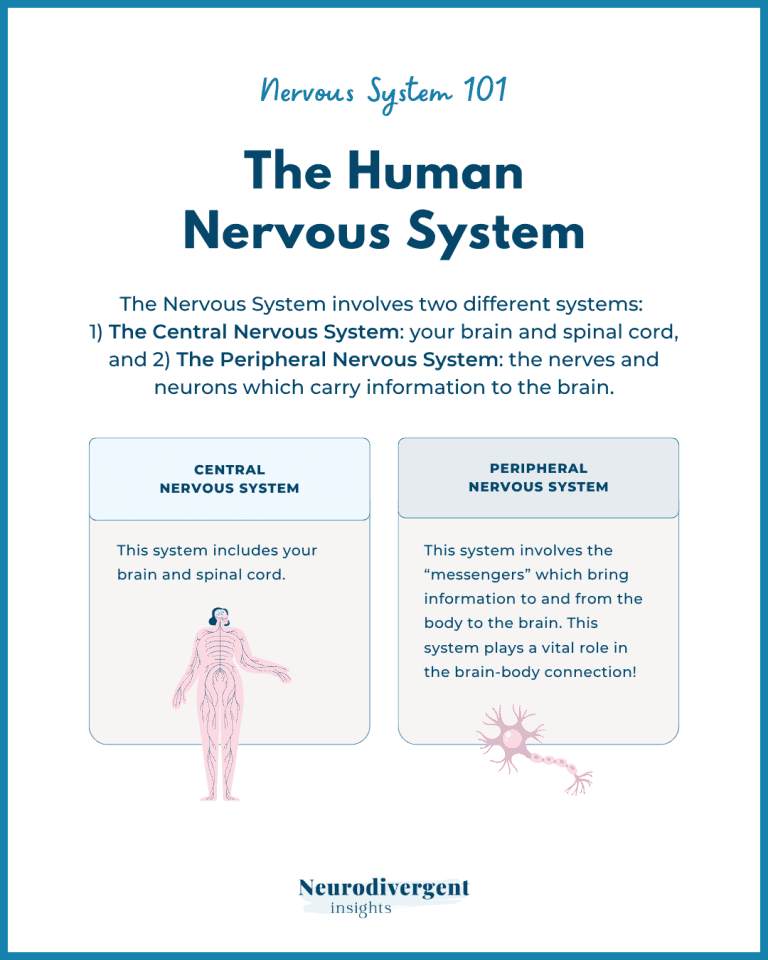 Infographic titled ‘The Human Nervous System’ under the section ‘Nervous System 101.’ Explains: **Central Nervous System** (brain and spinal cord) **Peripheral Nervous System** (nerves sending messages to/from the brain). Illustrated with a human figure and neuron graphic. Branded by Neurodivergent Insights.