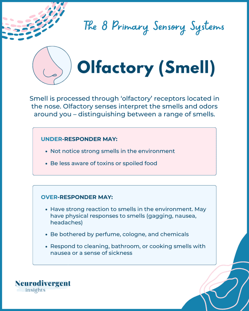 Infographic titled 'The 8 Primary Sensory Systems: Olfactory (Smell)' explaining how receptors process odors. Includes bullet points on under-responders (not noticing strong smells, less awareness of toxins) and over-responders (strong reactions, physical responses, sensitivity to perfume and chemicals, nausea from odors). Neurodivergent Insights logo at the bottom