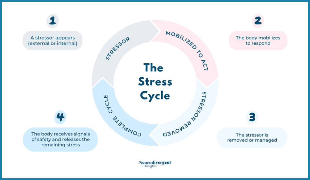 Circular diagram of the stress cycle showing stages: stressor appears, body mobilises to act, stressor is managed, and the body returns to safety.
