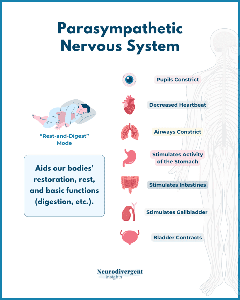 Infographic explaining parasympathetic nervous system functions including rest, digestion, slower heart rate, and organ regulation.