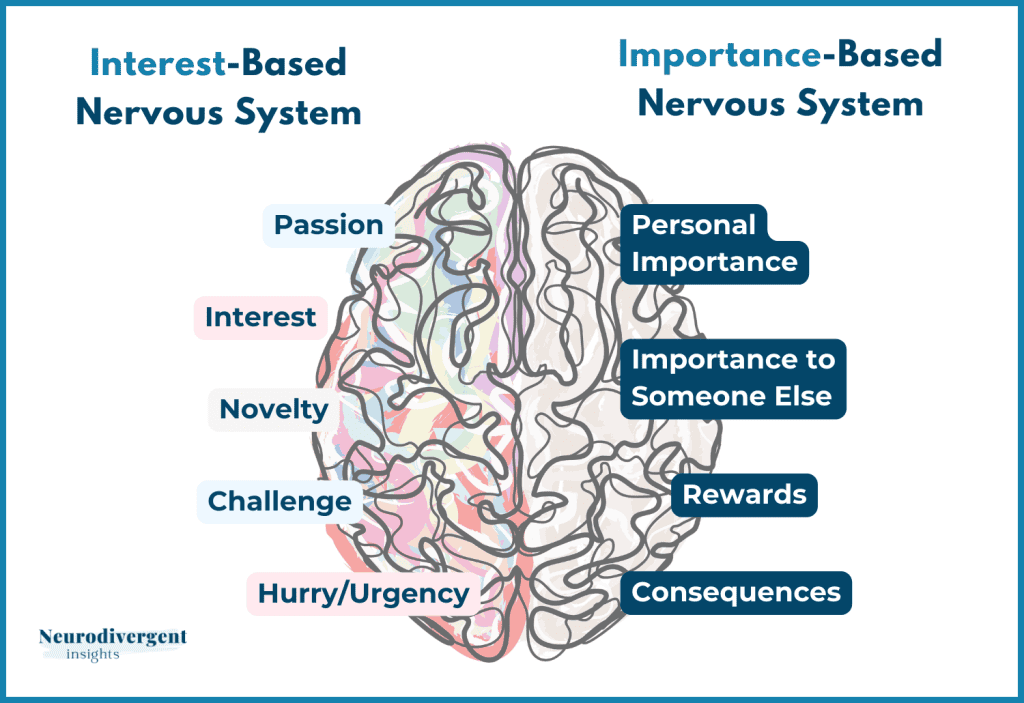 Graphic comparing the Interest Based Nervous System and Importance Based Nervous System using a brain illustration.