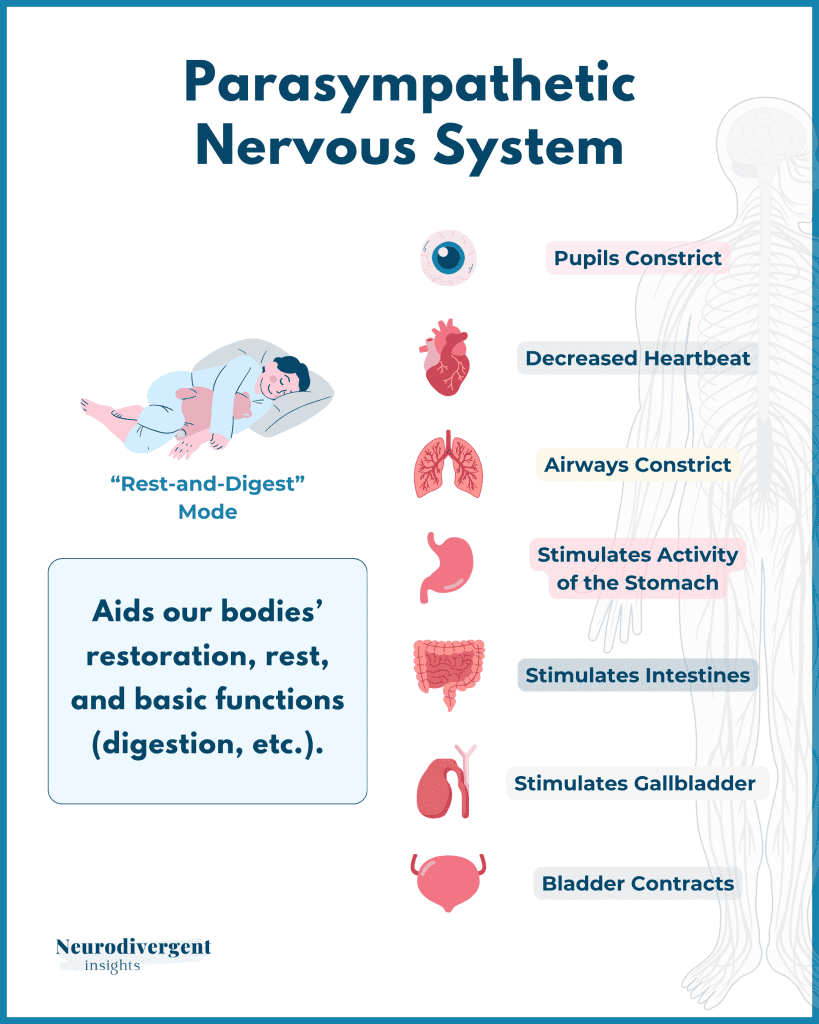 The parasympathetic nervous system: rest and digest