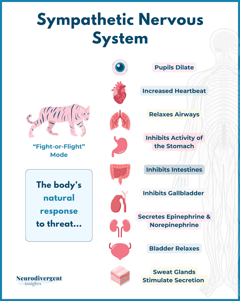 The sympathetic nervous system: fight or flight